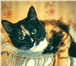 Foto в Домашние животные Отдам даром Отдам молодую кошечку в хорошие руки! возраст в Череповецке 0