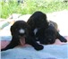 Продаются щенки русского спаниеля, Щенки родились 30, 06, 10 г, Содержание вольерное, Цвет черный, с 66243  фото в Челябинске