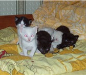 Котята ищут заботливых хозяев, Они разного окраса и характера, Люди часто выбирают породисты 69278  фото в Красноярске