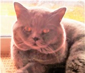 Изображение в Домашние животные Вязка Предлагаю вязку с красивым британским котом.Котику в Москве 2 000