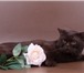 Изображение в Домашние животные Вязка Шоколадный британский кот-плюшевый, крупный-медвежий в Москве 2 500