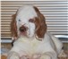 Продаётся замечательный щенок кламбера, мальчик, полностью привит, окрас бело- оранжевый, Очень общи 65523  фото в Москве