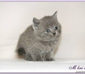 Продаем чистокровного британского котика Наш приемник предлагает маленького британского котика мал 68809  фото в Хабаровске