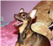 Foto в Домашние животные Вязка собак Девочка с прививками и паспортом. Возраст в Благовещенске 0