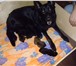 Фото в Домашние животные Вязка собак Нам 6 лет,прадед по отцу Люцифер Де Лютвинс в Санкт-Петербурге 1 886