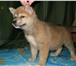 Акита ину(хатика)щенков рыжего окраса, возраст полтора месяца, с отличным характером, любознательны, 65812  фото в Москве