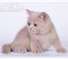 Шикарные британские котята из питомника 188336  фото в Костроме