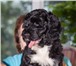 Изображение в Домашние животные Разное Португальская водяная собака - смелая, крепкая, в Москве 0