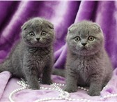 Продаются шикарные клубные шотландские вислоухие и прямоухие котята голубого и черного окраса, мал 68935  фото в Смоленске