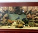 Foto в Домашние животные Рыбки Marvel-water decor – это комплекс композитных в Барнауле 1 000