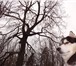 Изображение в Домашние животные Вязка Кабель породы Сибирский хаски. Чёрно-белый, в Самаре 10 000