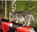 Фото в Домашние животные Вязка Молодой,красивый,опытный кот британец приглашает в Солнечногорск-2 2 000