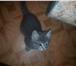 Foto в Домашние животные Отдам даром Отдам котенка, через неделю будет 2 месяца. в Челябинске 0
