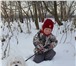 Фотография в Домашние животные Вязка собак Предлагаем на вязку кобеля мальтийской болонки в Москве 25 000