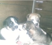 Фото в Домашние животные Отдам даром Симпотичные пять щенков ищут дом, им всего в Томске 1