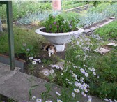 Foto в Недвижимость Сады На лето возьму в аренду сад не далеко от в Москве 7 000