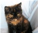 Продаю персидских и экзотических плюшевых котят, кошечки - черепаховая (экзот) и голубокремовая с 69542  фото в Москве
