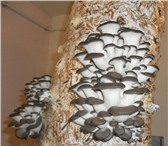 Фото в Домашние животные Растения Начать домашнее грибоводство можно с непритязательной в Ростове-на-Дону 1 620