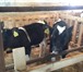 Фотография в Домашние животные Другие животные Реализуем  бычков Черно-пестрой породы на в Магнитогорске 170