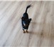 Фотография в Домашние животные Вязка собак Ищем вязку. Той-терьер длинношерстный черно-подпалый в Красноярске 1