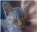 Foto в Домашние животные Потерянные 5 июня пропала кошка(10мес), в районе стамотологии в Сочи 500