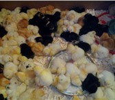 Изображение в Домашние животные Птички В связи с закрытием хозяйства продаются цыплята в Калуге 100