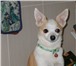 Изображение в Домашние животные Вязка собак Активный мальчик Той-терьер (2,5 кг), окрас в Ижевске 1 500