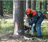 Фотография в Работа Вахтовым методом Требуются специалисты по валке леса  со своим в Саратове 30 000
