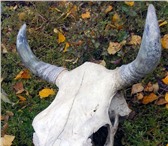 Foto в Мебель и интерьер Другие предметы интерьера для создания в дизайне интерьера символа в Москве 3 150