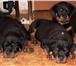 Ротвейлер это серьезно! Предлагаем щенков от титулованных родителей, с отличными рабочими качест 65448  фото в Москве