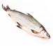 Фото в Домашние животные Рыбки Продаем свежемороженного Сига первой свежести, в Приволжск 500