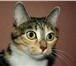Изображение в Домашние животные Вязка Курильский бобтеил ,нужен котик для вязки! в Красноярске 100