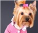 Фото в Домашние животные Товары для животных Одежда для собак всех пород URBAN DOGS высокого в Москве 0