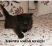 Раздаются премиум-котята от заводчика 1556167 Скоттиш фолд фото в Дмитрове