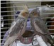 Foto в Домашние животные Птички Продаю двух замечательных попугаев корелл в Улан-Удэ 7 000