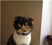 Фотография в Домашние животные Вязка Кошка шотладская-вислоухая,черепашьего окраса,умная,игривая,ласковая,1 в Магнитогорске 0