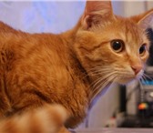 Рыжая кошка 3727688 Другая порода фото в Екатеринбурге
