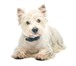 Изображение в Домашние животные Стрижка собак Предлагаю вашему питомцу весь спектр парикмахерских в Балашихе 1 200