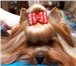 Фотография в Домашние животные Стрижка собак Профессиональный грумер окажет полный спектр в Воронеже 500