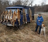 Продам щенков Русской пегой гончей 1988397 Гончая русская пегая фото в Краснодаре