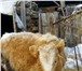 Foto в Домашние животные Другие животные Продам телку 9 месяцев.От высоко удойной в Горно-Алтайске 15 000