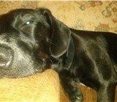 Фото в Домашние животные Вязка собак Чёрная королевская такса,кабель,год и 7 месяцев,гладкошерстный,все в Краснодаре 0