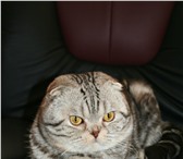 Фотография в Домашние животные Вязка Кот породы (скоттиш фолд) ищет кошечку на в Москве 2 000