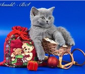 Британские короткошерстные котята классических окрасов(голубой, лиловый),  Отец котят голубой брита 69523  фото в Москве