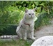Фото в Домашние животные Вязка Британский клубный кот,  окрас черный серебристый в Москве 0