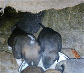 Фото в Домашние животные Отдам даром Морозоустойчивым щенкам нужны тепло и ласка в Чите 1
