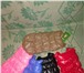 Фото в Домашние животные Одежда для собак Продам утепленные жилетки для собак/кошек, в Ярославле 500