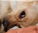 Фотография в Домашние животные Вязка собак Вязка той терьер. Мальчик 3 года,развязан,большой в Воронеже 1 500