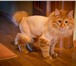 Foto в Домашние животные Услуги для животных Стрижка и вычесывание кошек! Квалифицированный в Рязани 1 000