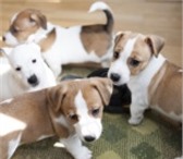 Щенки ДЖЕК РАССЕЛ терьера 3339140 Джек-рассел-терьер фото в Екатеринбурге